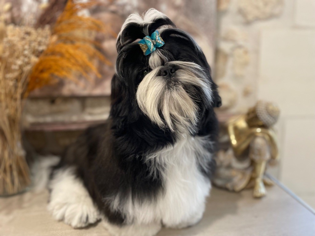 De La Nuit Etoilée De Méline - Chiot disponible  - Shih Tzu