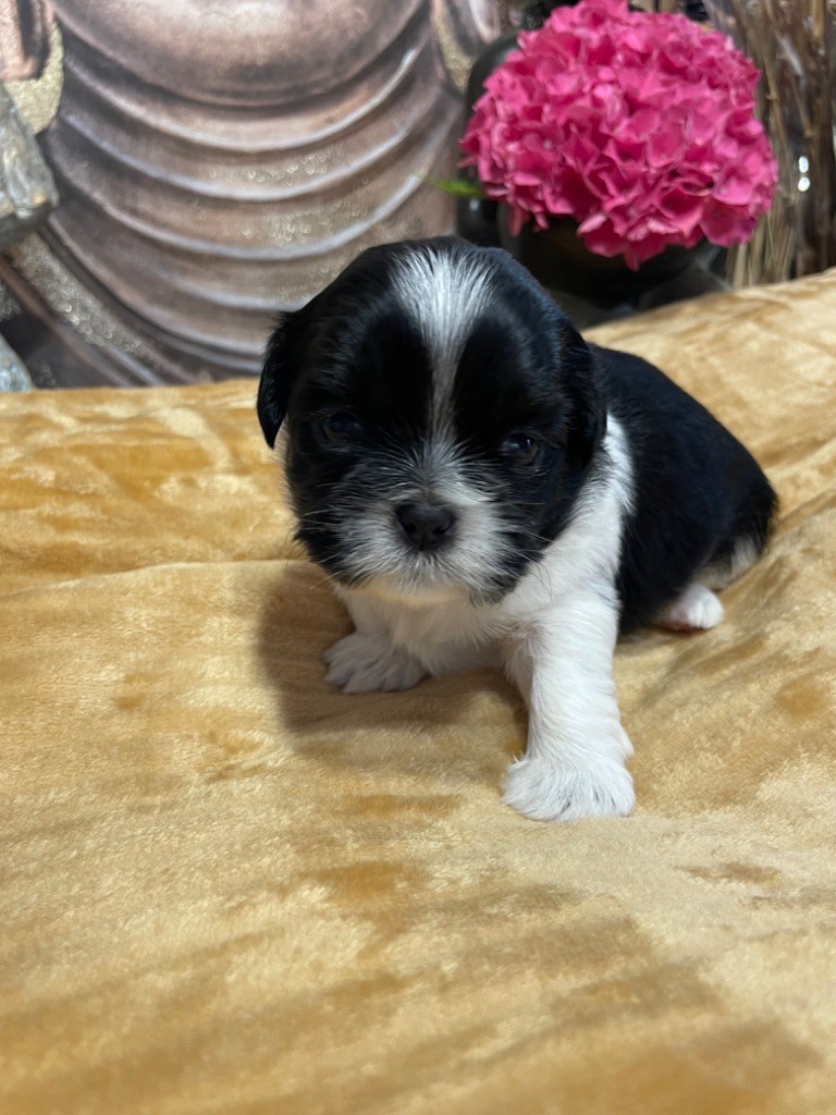 De La Nuit Etoilée De Méline - Chiot disponible  - Shih Tzu