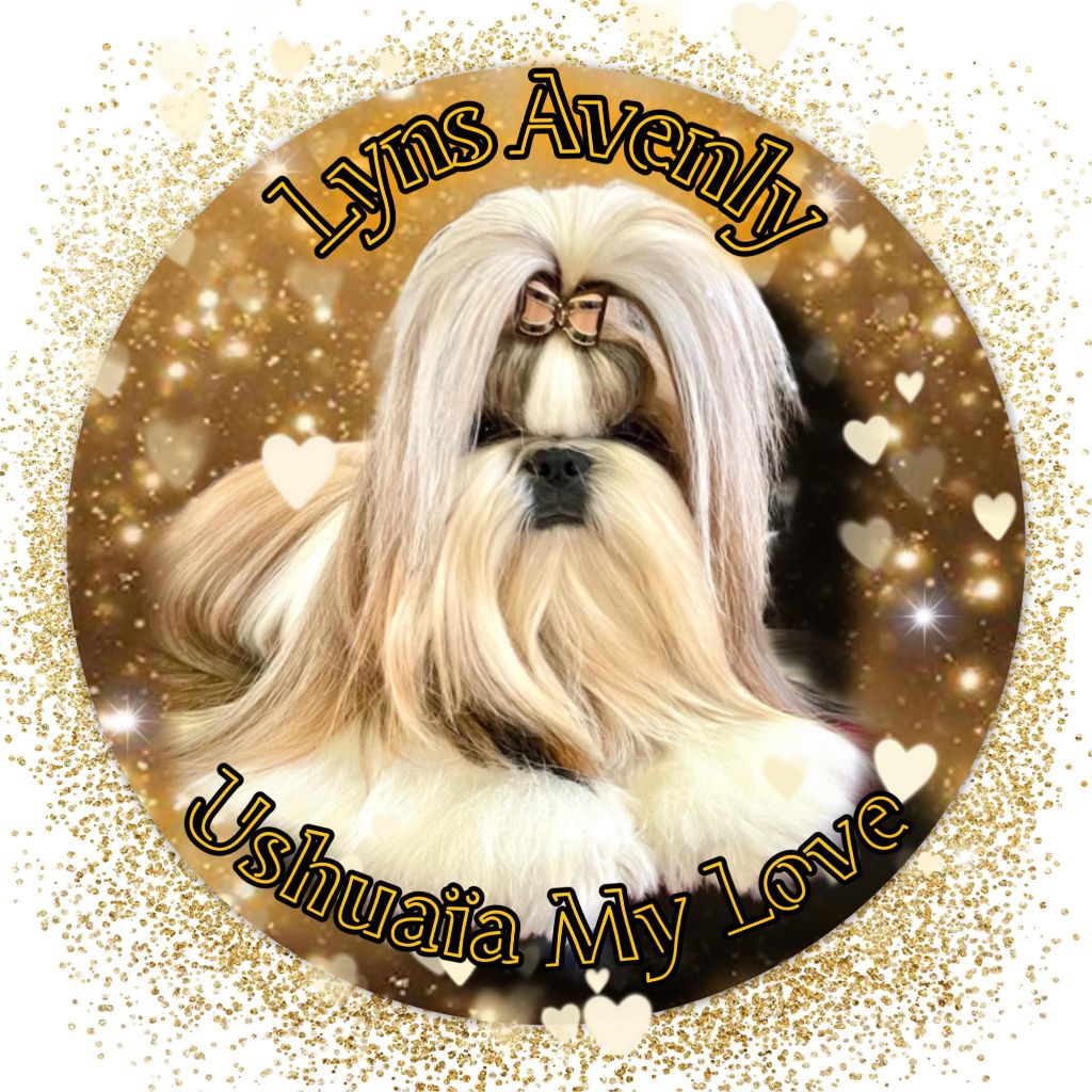 CH. Lyns-Avenly Ushuaia my love