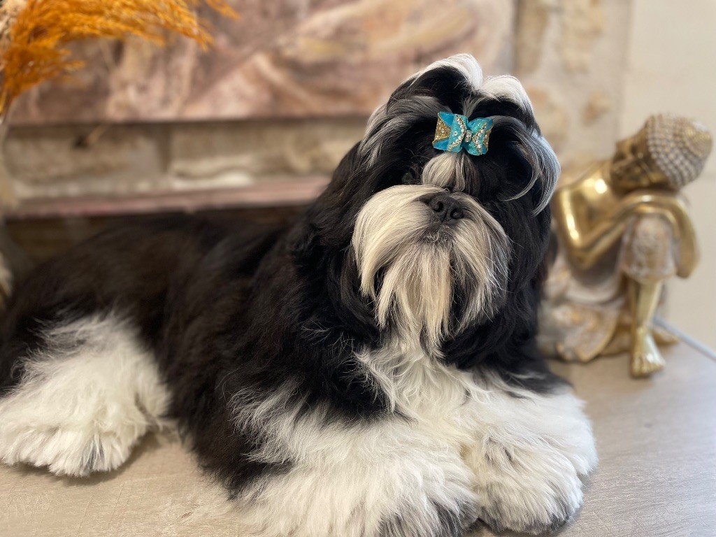 Valentino De La Nuit Etoilée De Méline