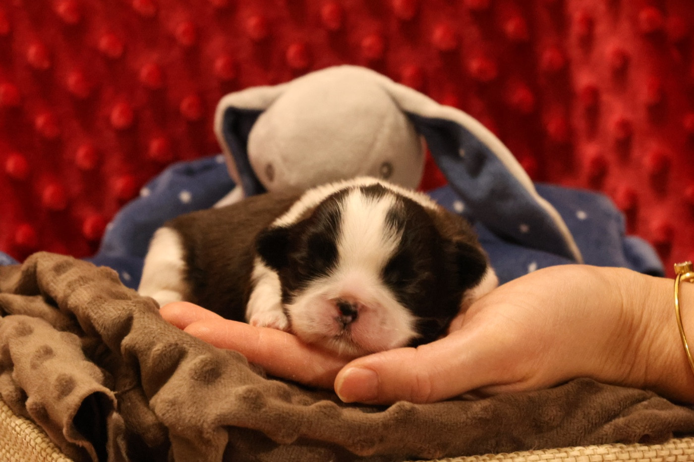 De La Nuit Etoilée De Méline - Chiots disponibles - Shih Tzu