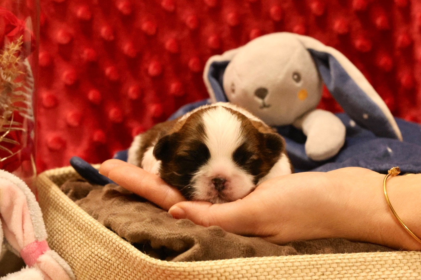 De La Nuit Etoilée De Méline - Chiots disponibles - Shih Tzu