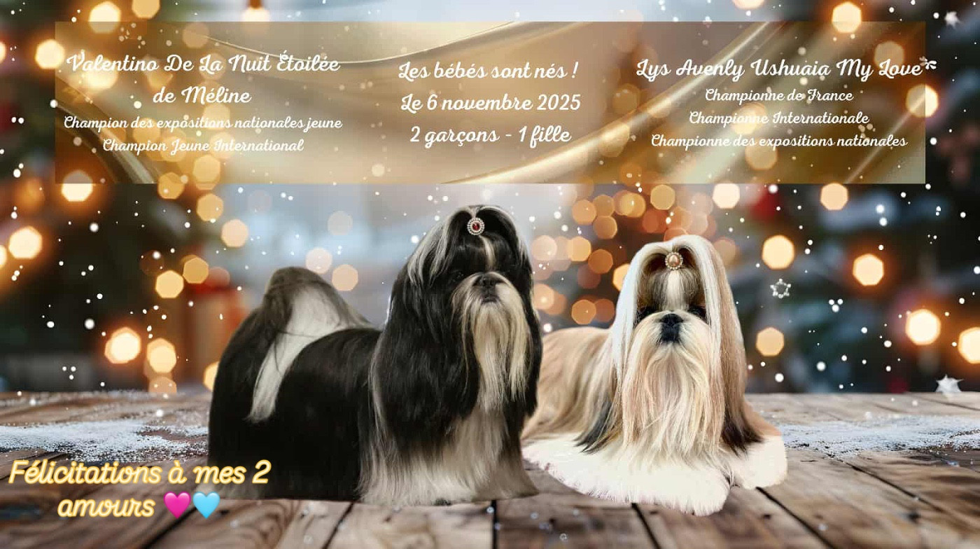 Chiot Shih Tzu De La Nuit Etoilée De Méline